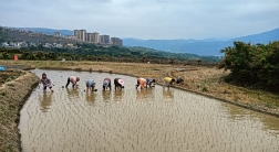 红河街道：春耕生产正当时 育出水稻“好苗头”