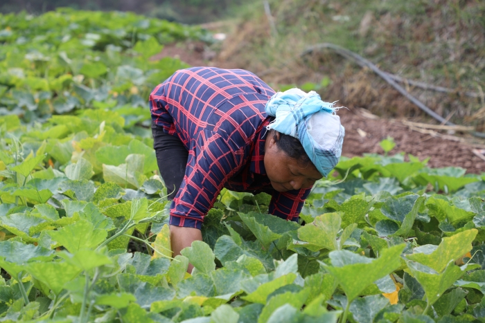 李玉芳在采摘南瓜1