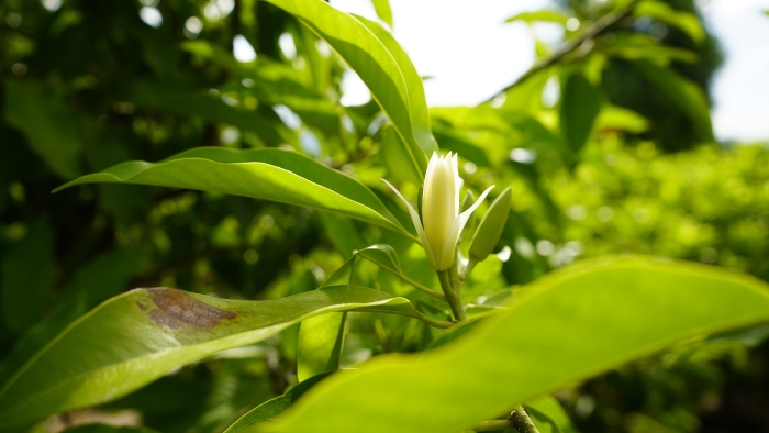 盛开的缅桂花